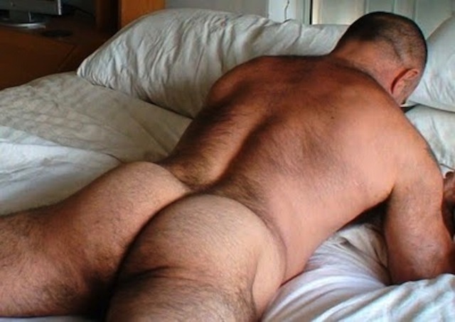 big hairy gay sex hairy gay bear nude ass beefy daddy muscled entry musclebear