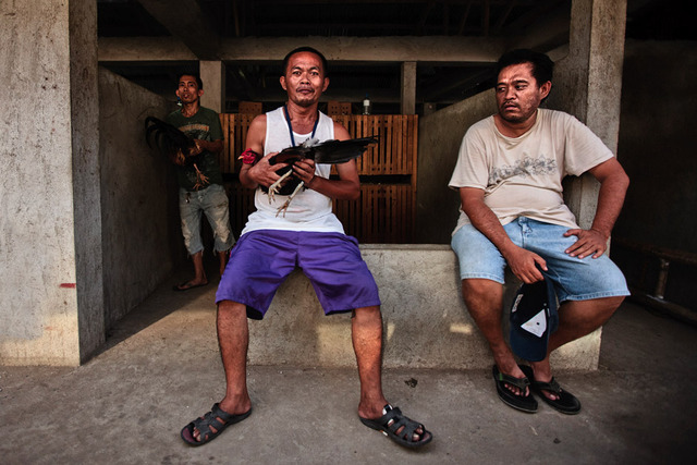 photos of men cocks men cocks their blood sport cockfighting