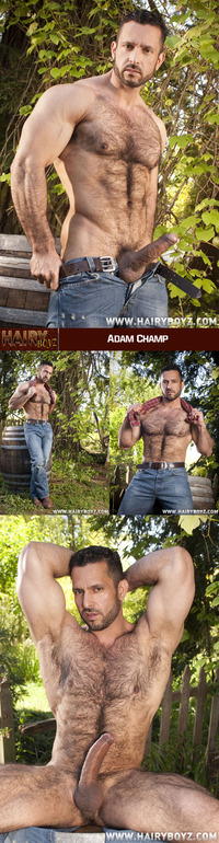 Adam Champ Porn masculine hairy beefy adam champ porn stars