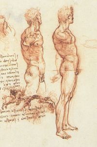 male pictures nude leonardo vinci anatomy male nude battle scene