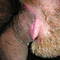 gay porn daddy Picture
